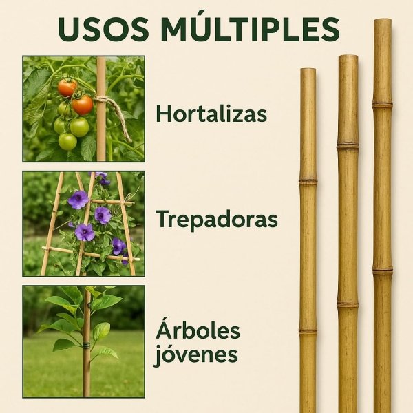 Tutores de Bambu 180 cm – Ø 14-16 mm - Imagen 6