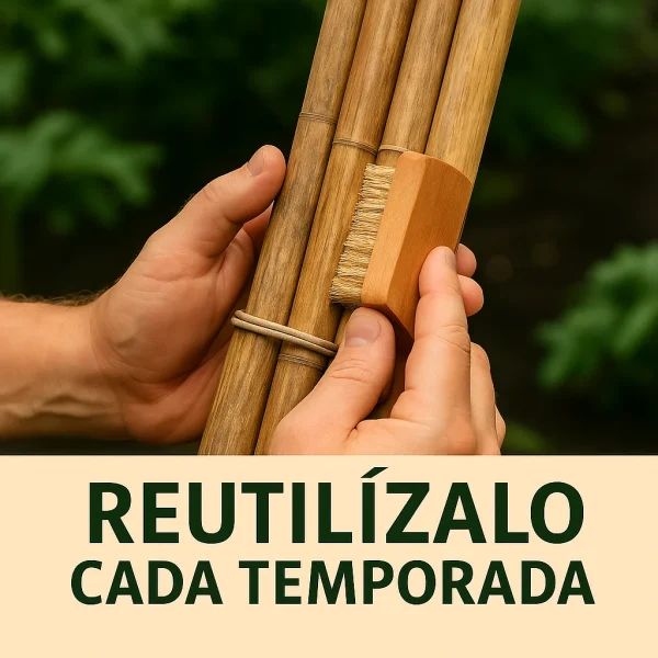 30 Tutores de Bambú 180 cm Ø 14/16 mm – Estacas Naturales para Tomateras y Huerto - Cañas de Bambù para Tomates - Imagen 5