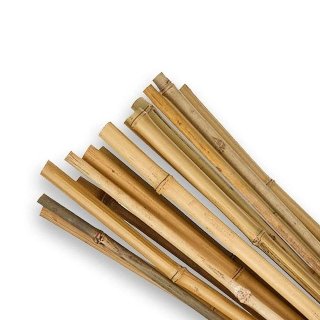 Tutor de bambu 120cm - Diametro 10/12mm