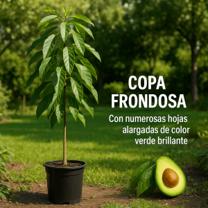 planta de aguacate injertado