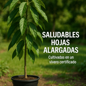 Planta de Aguacate injertado Bacon sobre patron Zutano 120-140 Cm | Certificado y Pasaporte Fitosanitario. Variedad muy productiva. - Imagen 4