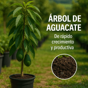 Planta de Aguacate injertado Bacon sobre patron Zutano 120-140 Cm | Certificado y Pasaporte Fitosanitario. Variedad muy productiva. - Imagen 3