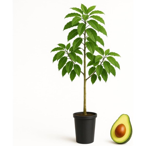 Planta de Aguacate de variedad Hass injertado y listo para fructificar 120-140 Cm | Certificado y Pasaporte Fitosanitario. Variedad muy productiva. Resistente al Frio. Se envia con maceta.