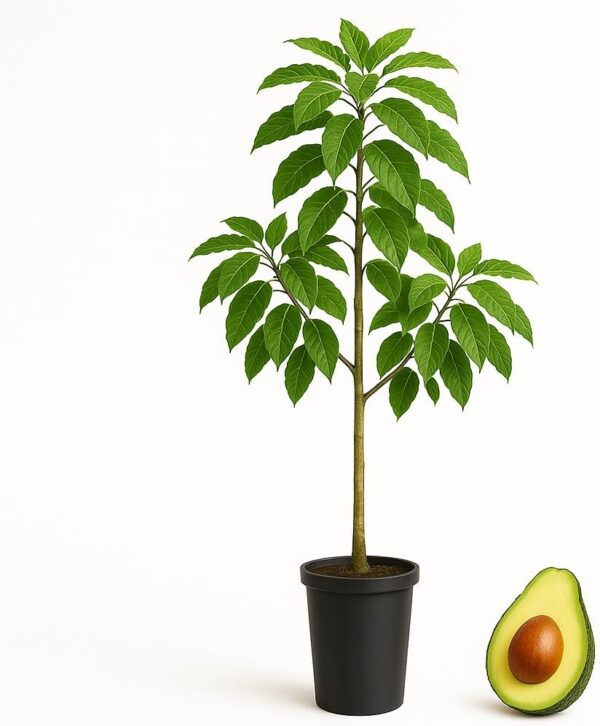 Planta de Aguacate Hass injertado patron Zutano 120-140 Cm | Certificado y Pasaporte Fitosanitario. Variedad muy productiva. Resistente al Frio. Se envia con maceta y caja protectora.