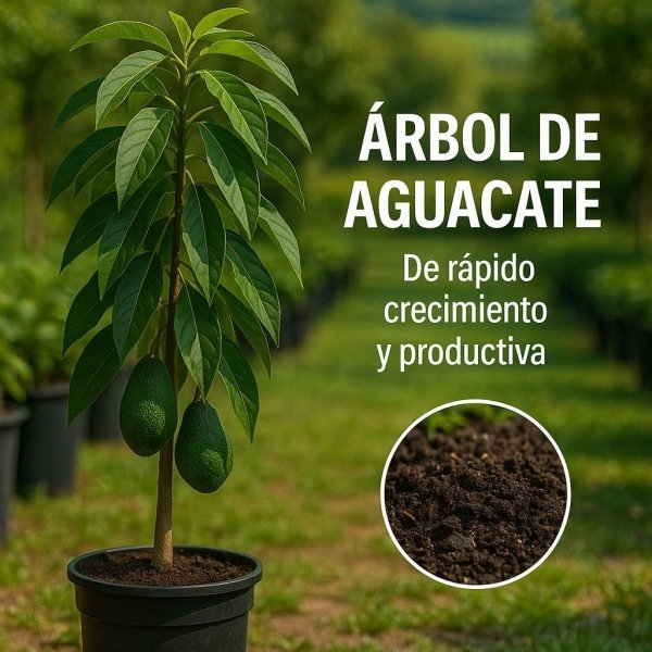 Planta de Aguacate de variedad Hass injertado y listo para fructificar 120-140 Cm | Certificado y Pasaporte Fitosanitario. Variedad muy productiva. Resistente al Frio. Se envia con maceta. - Imagen 5