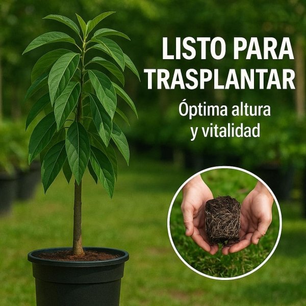 Planta de Aguacate de variedad Hass injertado y listo para fructificar 120-140 Cm | Certificado y Pasaporte Fitosanitario. Variedad muy productiva. Resistente al Frio. Se envia con maceta. - Imagen 3