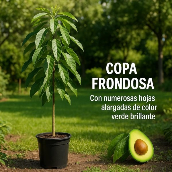 Planta de Aguacate de variedad Hass injertado y listo para fructificar 120-140 Cm | Certificado y Pasaporte Fitosanitario. Variedad muy productiva. Resistente al Frio. Se envia con maceta. - Imagen 2