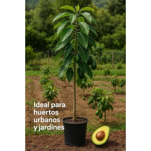 Planta de Aguacate de variedad Hass injertado y listo para fructificar 120-140 Cm | Certificado y Pasaporte Fitosanitario. Variedad muy productiva. Resistente al Frio. Se envia con maceta. - Imagen 6