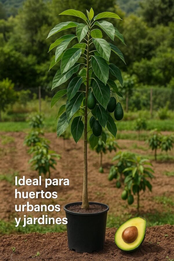 Planta de Aguacate Hass injertado patron Zutano 120-140 Cm | Certificado y Pasaporte Fitosanitario. Variedad muy productiva. Resistente al Frio. Se envia con maceta y caja protectora. - Imagen 6