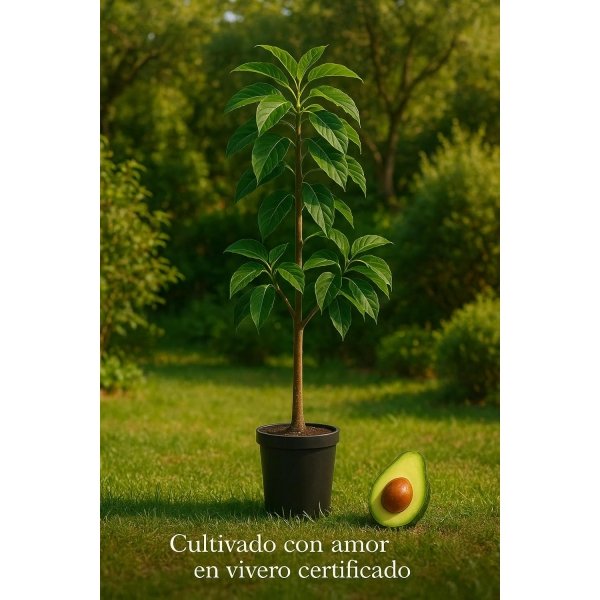 Planta de Aguacate de variedad Hass injertado y listo para fructificar 120-140 Cm | Certificado y Pasaporte Fitosanitario. Variedad muy productiva. Resistente al Frio. Se envia con maceta. - Imagen 7