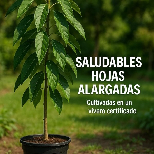 Planta de Aguacate de variedad Hass injertado y listo para fructificar 120-140 Cm | Certificado y Pasaporte Fitosanitario. Variedad muy productiva. Resistente al Frio. Se envia con maceta. - Imagen 4