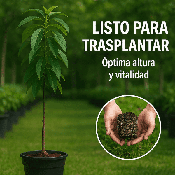 Planta de Aguacate Hass injertado patron Zutano 120-140 Cm | Certificado y Pasaporte Fitosanitario. Variedad muy productiva. Resistente al Frio. Se envia con maceta y caja protectora. - Imagen 5