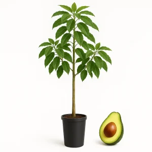 planta de aguacate