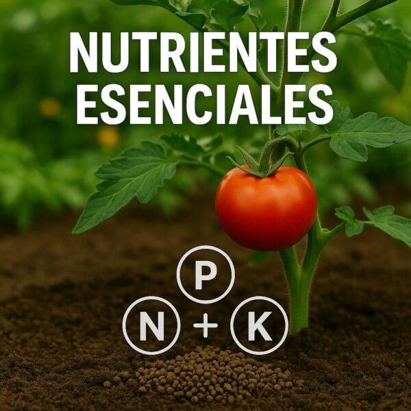 Fertigoo Abono Huerto y Frutales Organico 1kg 100% Natural - Fertilizante en granulos de Liberación Lenta - Para Tomates, Hortalizas, Tropicales, Pitahaya, Cesped y Plantas Verdes indoor/outdoor - Imagen 2
