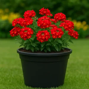 5 Macetas 16L Exterior Plastico con Drenaje –30x33x29,5 cm – Resistente a UV y Heladas – Maceta Exterior y Apilable – Cultivo Indoor/Outdoor Color Negro - Imagen 5