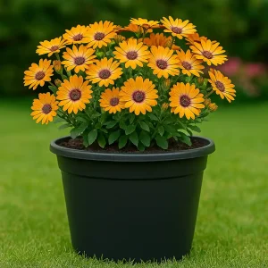 5 Macetas 16L Exterior Plastico con Drenaje –30x33x29,5 cm – Resistente a UV y Heladas – Maceta Exterior y Apilable – Cultivo Indoor/Outdoor Color Negro - Imagen 6